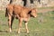 Small calf