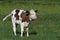 Small calf cow