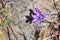 Small California Gilia blooming on the hills of south San Francisco bay, California