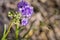 Small California Gilia blooming on the hills of south San Francisco bay, California