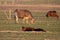 Small calk sitting on the grass farm with blur herd of calfs grazing