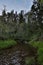 Small, calm countryside river flowing through forest