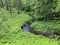 Small calm creek in the green forest. summer landscape