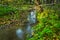 Small and calm stream in the heart of wild forest