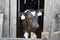 Small calves of cows in a manger in separate houses