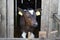 Small calves of cows in a manger in separate houses