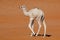 Small camel calf on a sand dune