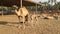 A small camel drinks mother`s milk. Camel farm in Bahrain.