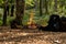 Small campfire crackles in the woods, providing a warm ambiance in front of a large rocky outcrop