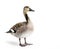 Small Canadian Goose, standing facing front. Head bowed down towards ground. Isolated on a white background