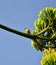 Small canary bird on branch with agave flowers