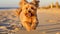 A small Canidae companion dog is frolicking on the beach