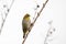 Small Cape white-eye bird sitting on the tree branch with the foggy light sky background, close-up