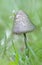 Small capped mushroom in grass