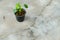 A small Capsicum plant growing on a pot in an Indian household. Isolated Green plant pot placed on a concrete floor