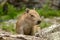 Small Capybara Eats Grass