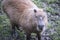 Small Capybara Walking in the Mud