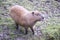 Small Capybara Walking in the Mud