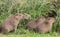 Small capybaras