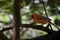 Small Cardinal bird sitting on a branch