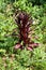 Small Cardinal flower or Lobelia cardinalis perennial flowering plant with dark lanceolate leaves planted in local urban garden