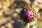 Small cardoon in the middle of nowhere