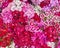 Small carnation flowers closeup