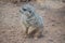 Small Carnivore Mammal Animal Suricata