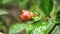 Small carpenter ant eating unripe pomegranate