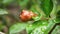 Small carpenter ant eating unripe pomegranate