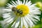 Small Carpenter Bee - Genus Ceratina