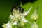 Small Carpenter Bee - Genus Ceratina