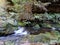 Small cascade on Greaves Creek on the Grand Canyon Track in the Blue Mountains