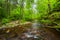 Small cascades on Kitchen Creek, at Ricketts Glen State Park, Pennsylvania