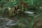 Small cascades at magical Russel falls in mount field national park, Tasmania, enchanting serene waterfall in the heart of jungle