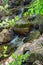 Small Cascading Mountain Stream