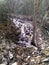 Small cascading waterfall up Taylor Canyon in Ogden Utah