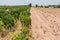 The small cassava of cassava farm,industrial drop of Thailand.