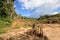 Small cassava farm, Venezuela