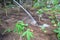 Small Cassava Trees Watered And Grown In Agricultural Land