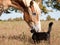 Small cat and a big horse - best friends