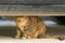 a  small cat is hiding under a  car,  looking around very vigilantly, with beautiful amber eyes.