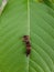 Small Caterpillar searching for food on green leaf