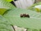 Small Caterpillar searching for food on green leaf