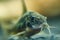 Small catfish Corydoras frontal closeup with blurred natural background.