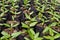 Small catharanthus roseus flower plant