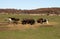Small cattle herd