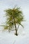 Small cedar tree on a snowy background. Winter.