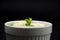 Small Celery Indoor Regrowth in White Bowl on Black Background