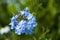 Small celestial flower in Guatemala garden, flower called Plumbago auriculata.